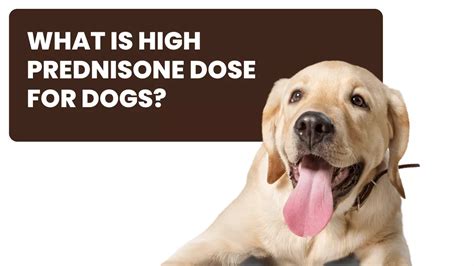 dogs and prednisone dosage