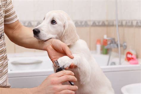 dogs for grooming