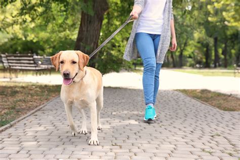 dogs for walks