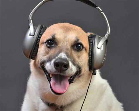 dogs music