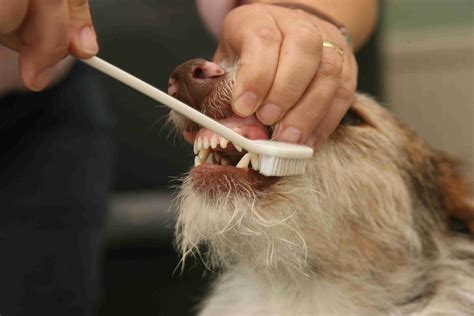 dogs teeth cleaning