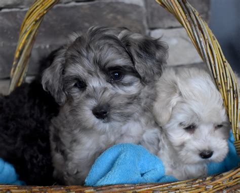 dogs that are hypoallergenic for sale