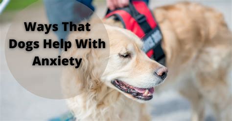 dogs that help with anxiety