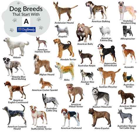 dogs that start with a