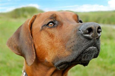 dogs who shed least