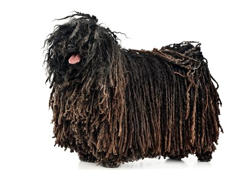 dogs with dreadlocks