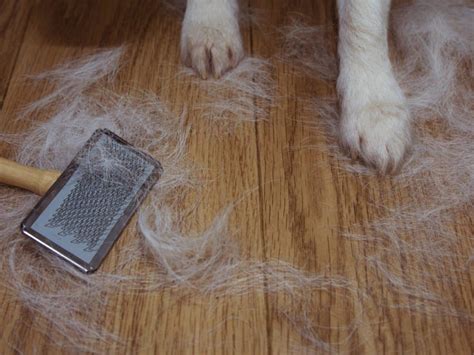 dogs with little shedding