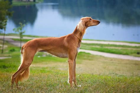 dogs with long legs