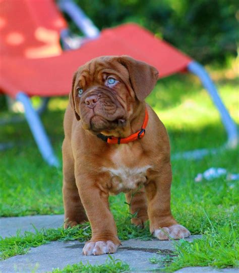 dogue de bordeaux dogs