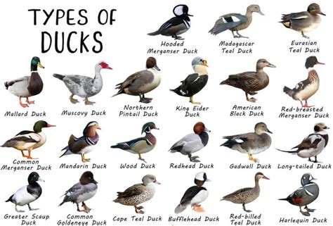 domestic ducks and geese domestic ducks and geese PDF