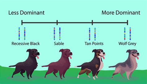 dominant black gene