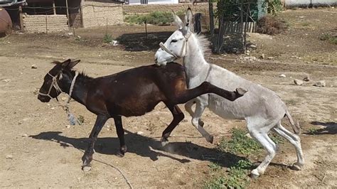 donkey and horse mate