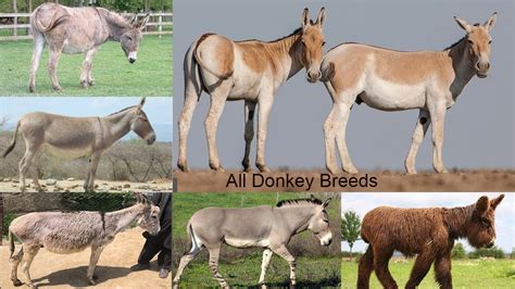 donkey breed