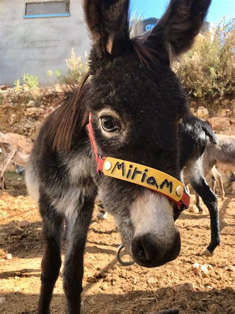 donkey rescue near me