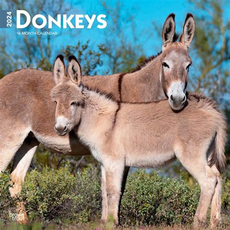 donkeys 2013 square 12x12 wall calendar multilingual edition Reader