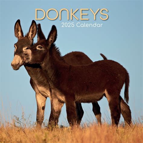 donkeys 2016 square 12x12 multilingual edition Epub