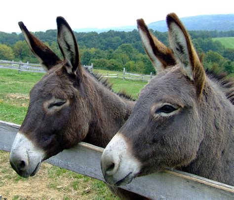 donkeys animals animals Epub
