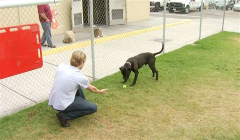 downey pet adoption