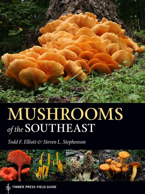 download book mushrooms in forests and PDF