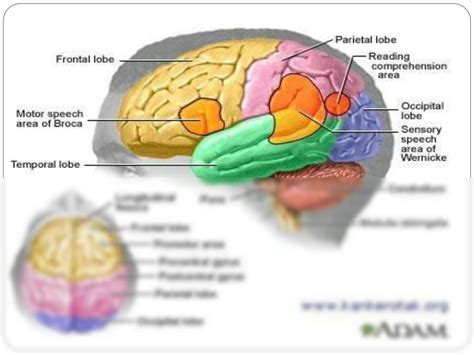 download intracranial spaceoccupying Doc