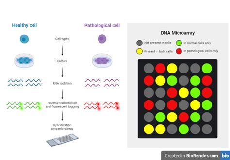 download microarray data analysis applications molecular Doc