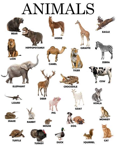 download my first animals pdf free Kindle Editon