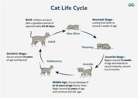 download pdf life cycle of cat pdf ebook Reader