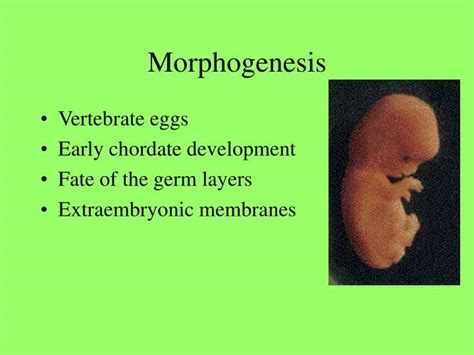 download pdf morphogenesis and Reader