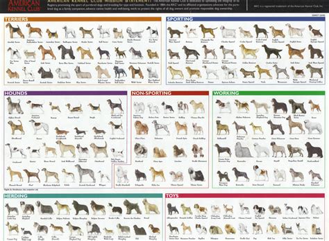 download pdf what dogs were popular when Epub