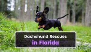 doxie rescue south florida