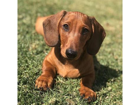 doxies for sale near me