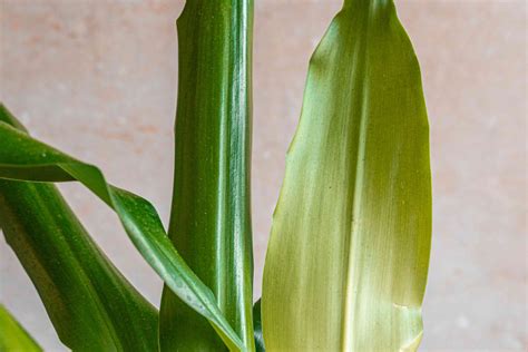 dracaena corn plant care