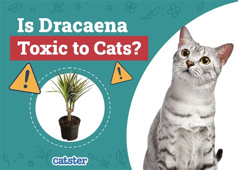 dracaena toxicity to cats