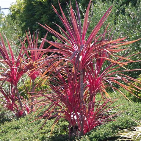 dracaena tree types