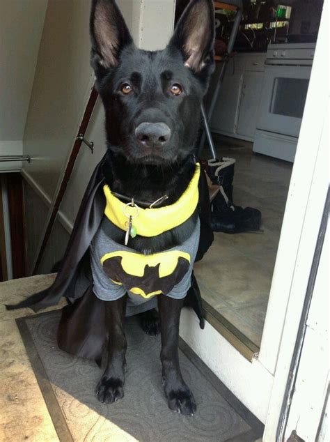 dracula batdog