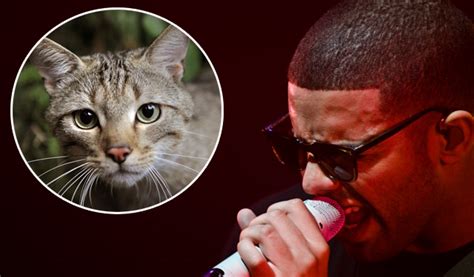 drake cat name