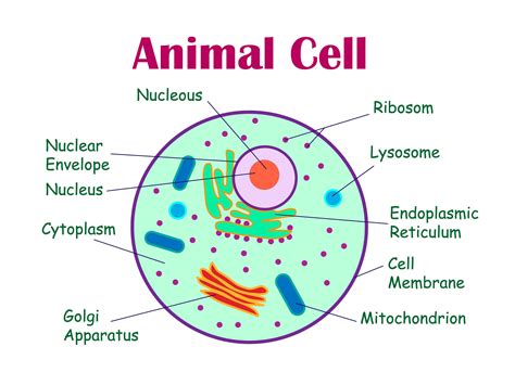 draw well labelled diagram of animal cell pdf Epub