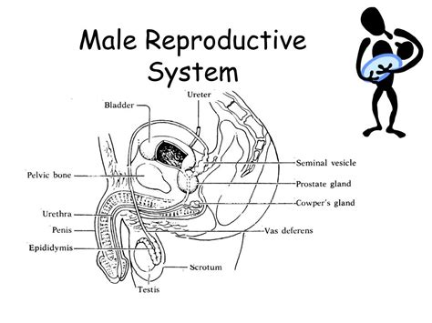 drawing of a male reproductive organ labeled with their function PDF