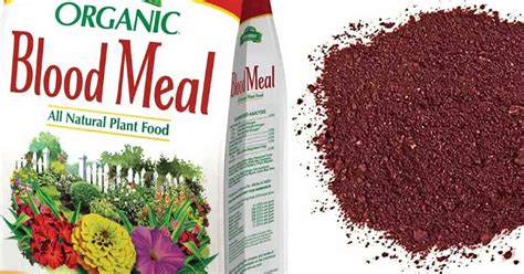 dried blood meal fertilizer