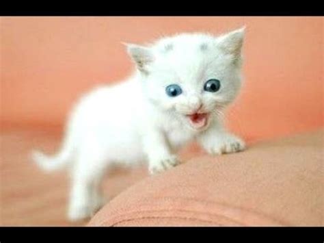 droles chatons 2016 donneront sourire Kindle Editon