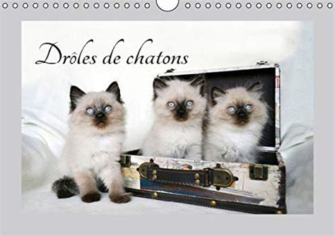 droles chatons 2016 donneront sourire Kindle Editon