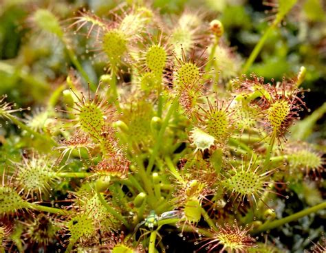 drosera intermedia