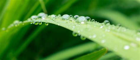 druben is het gras groener Doc