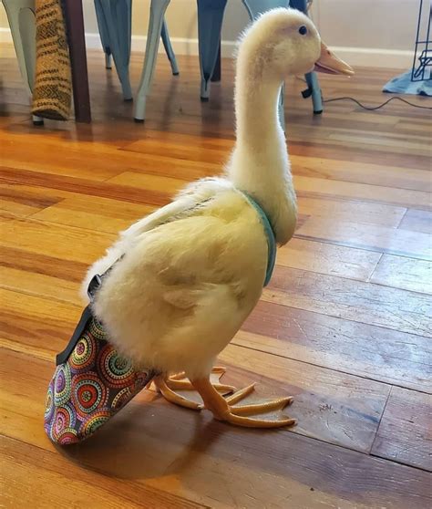 duck diaper