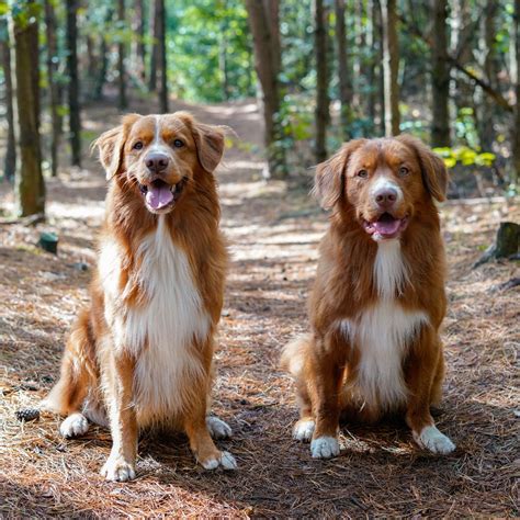 duck toller retriever