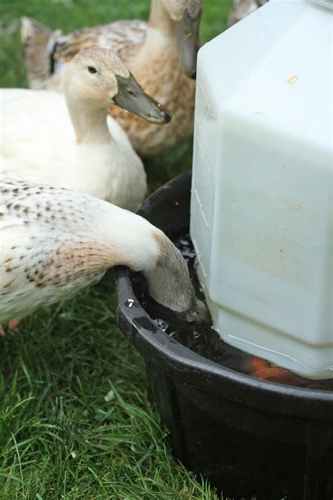 duck waterer