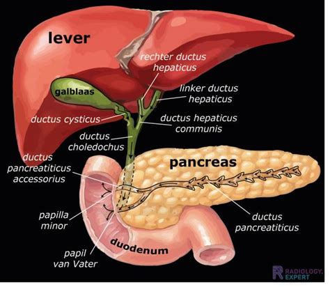 ductus pancreaticus