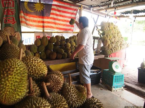 durian trip to jb