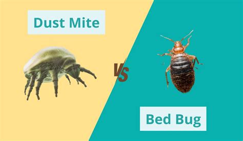 dust mites vs bed bugs