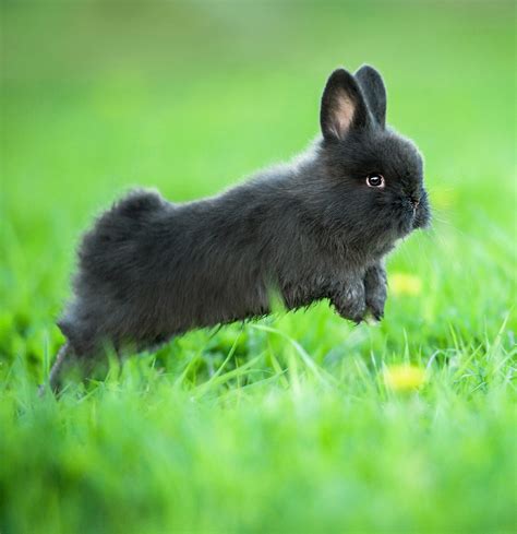 dwarf rabbits as a hobby save our planet Reader